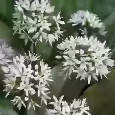 Ursinum (Wild Garlic)